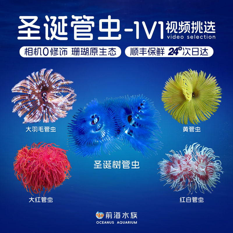 红白硬管虫羽毛管虫黄软管虫 大尺寸 海水鱼活体 珊瑚活体 海水缸