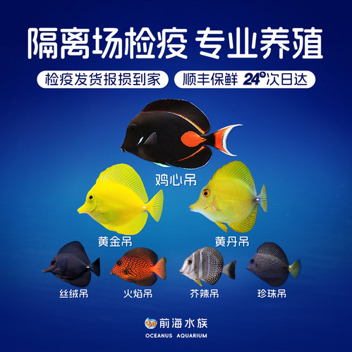 纹吊红海骑士海水鱼活体