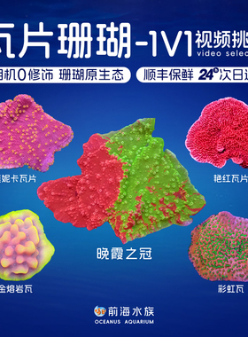 红瓦片绿瓦片珊瑚SPS硬骨印尼双色瓦片脑调色盘彩云片脑海水鱼缸