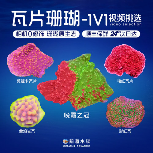 双色瓦片珊瑚印尼SPS硬骨