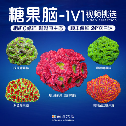 彩虹糖果脑珊瑚前海水族活体珊瑚