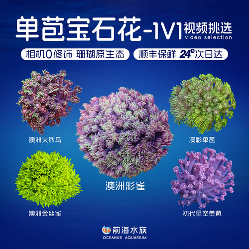 宝石花珊瑚澳洲星空彩单苞活体海水鱼缸珊瑚万花筒软体水族珊瑚 - 封面