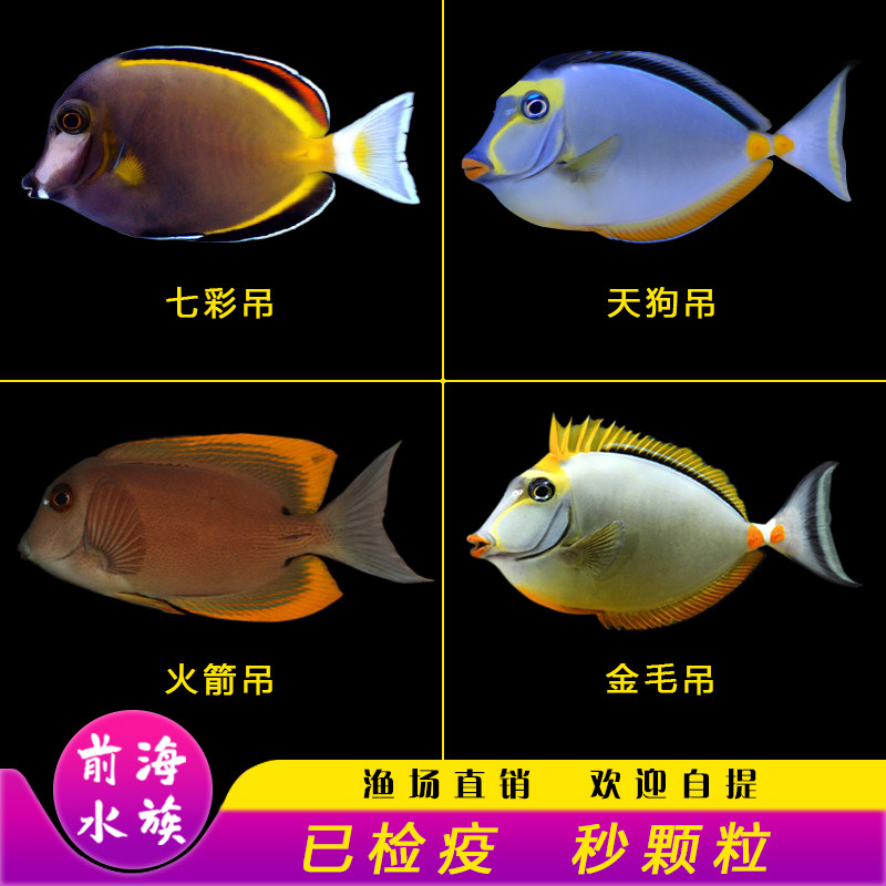 天狗吊海水鱼价格 天狗吊海水鱼图片 星期三