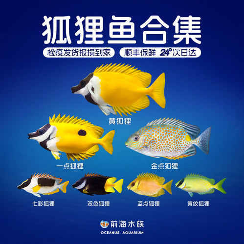 狐狸黄斑蓝带斐济双色检疫海水鱼