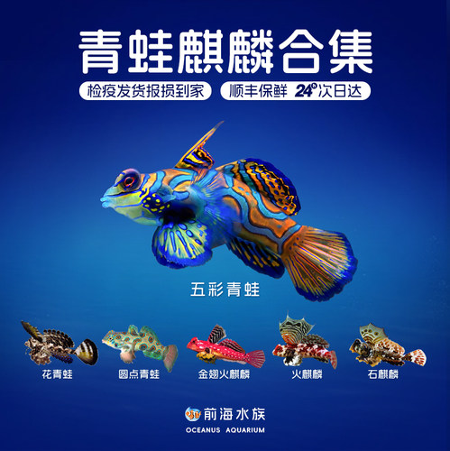 五彩青蛙金翅火麒麟海水观赏鱼