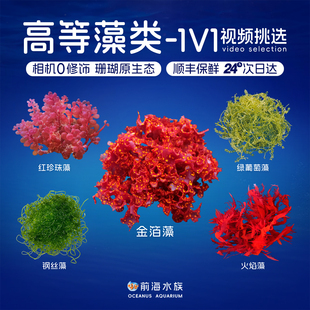 红绿葡萄藻金箔藻钢丝藻羽毛藻火焰藻珍珠藻观赏鱼海藻降NP高等藻