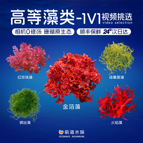 红绿葡萄羽毛火焰金箔藻活体海藻