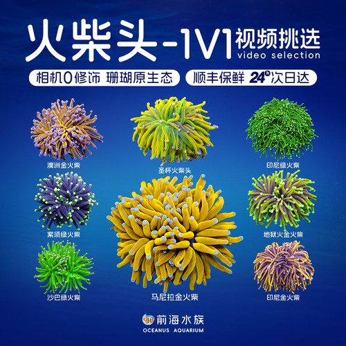 火柴头珊瑚沙巴越南澳洲印尼金