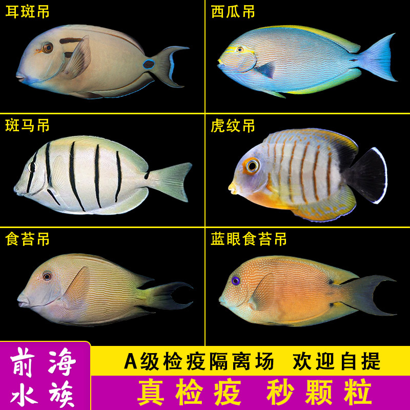 斑马吊西瓜吊耳斑吊蓝眼食苔吊虎纹吊食藻倒吊鱼海水鱼活体海水缸