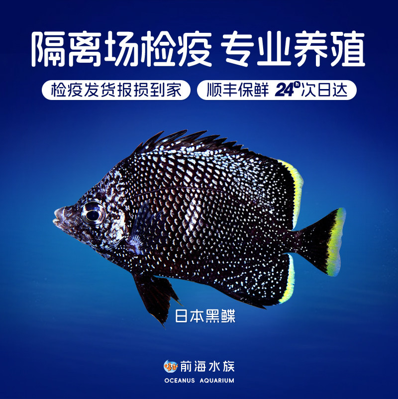 日本黑鲽海水鱼观赏鱼蝶鱼活体海缸宠物已检疫秒颗粒前海水族