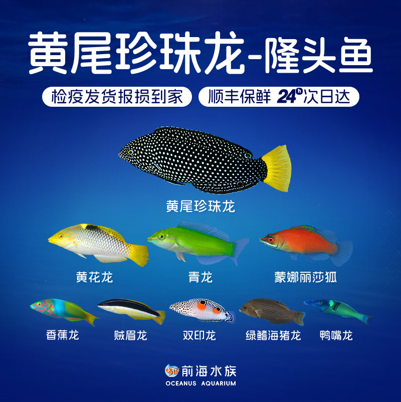 青龙贼眉海猪龙珍珠香蕉鸭嘴黄花角龙双印龙隆头鱼海水观赏鱼活体