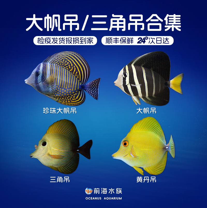 大帆吊珍珠三角吊紫纹吊海水鱼