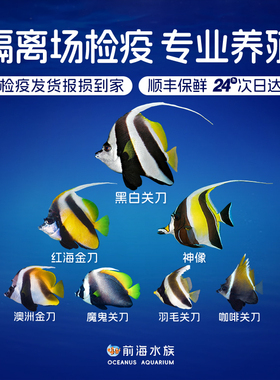神像角蝶鱼羽毛黑白关刀神像鲽鱼活体海水观赏鱼蝶类水族宠物鱼