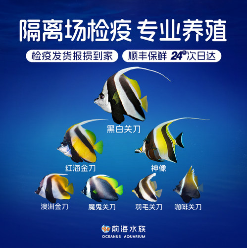 神像黑白关刀活体海水观赏鱼鲽鱼