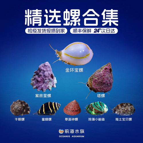 食藻螺牛眼螺金环塔螺活体生物