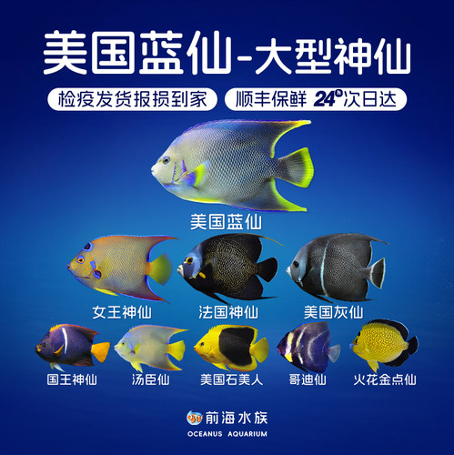 美国法仙灰仙女王国王神仙海水鱼