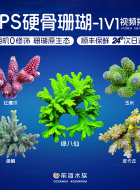 SPS硬骨珊瑚母体汽水彩鱼鳞金吞牛金龙骨冰龙珊瑚缸海缸活体海水