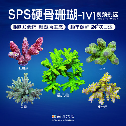 人工繁殖硬骨珊瑚冰龙鱼鳞金吞牛