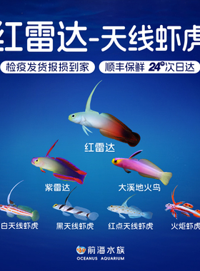 红雷达紫雷达大溪地火鸟小型天线火炬虾虎类观赏鱼海水鱼海水缸