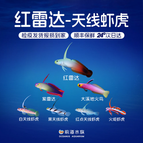 雷达小型虾虎类海水鱼