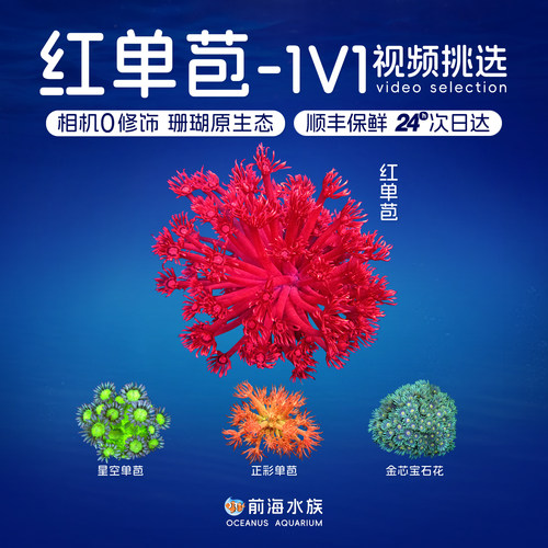 正彩单苞宝石花珊瑚红单苞