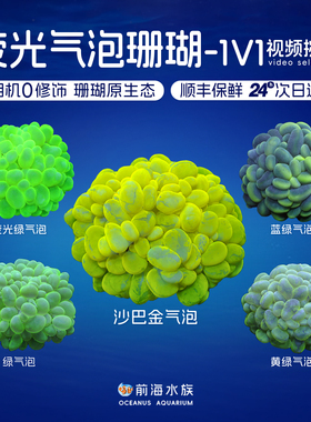 金气泡珊瑚活体荧光绿气泡白气泡软体LPS海水鱼珊瑚缸活物非海葵