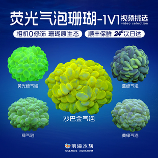 金气泡珊瑚活体荧光绿气泡白气泡软体LPS海水鱼珊瑚缸活物非海葵