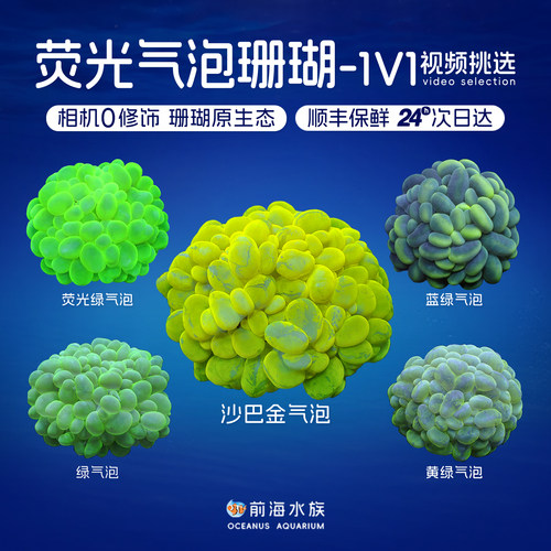 气泡珊瑚印尼荧光活体lps海水