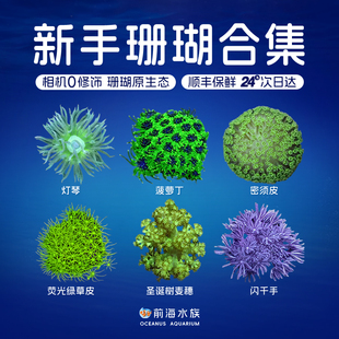 新手闯缸珊瑚闪千手草皮圣诞树麦穗大手星花千手佛圆盘软体珊瑚