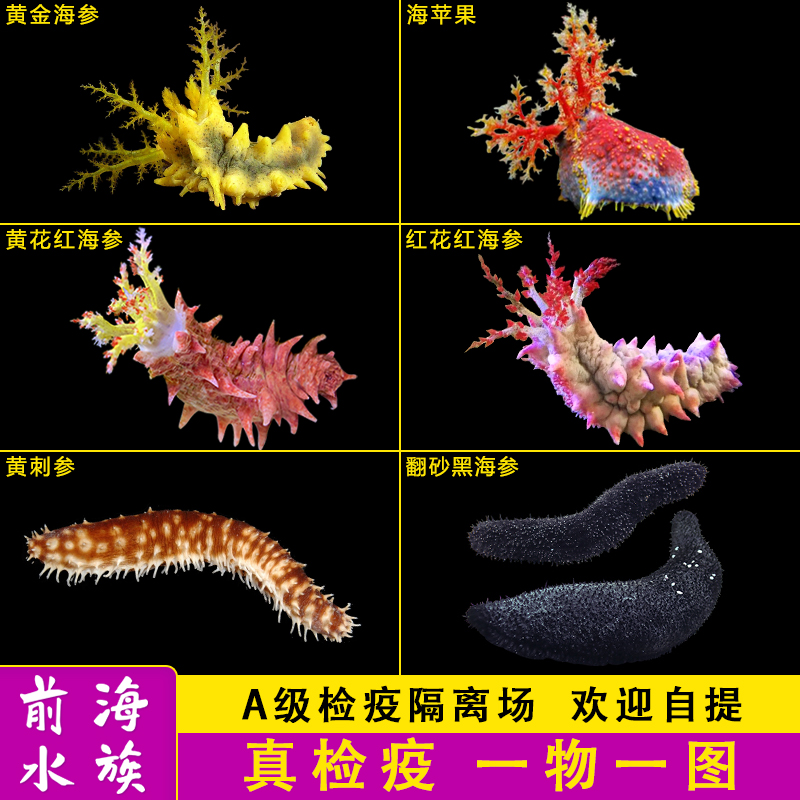 黑海参翻砂海星海水鱼活体珊瑚