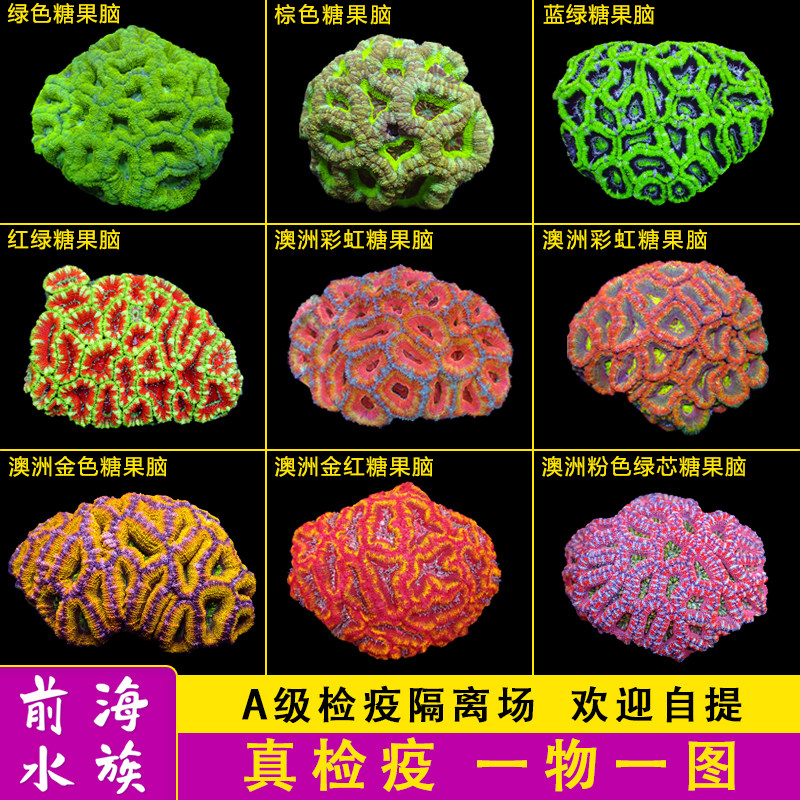 澳洲彩虹糖果脑珊瑚彩色荧光绿糖果脑海水鱼活体珊瑚海水缸