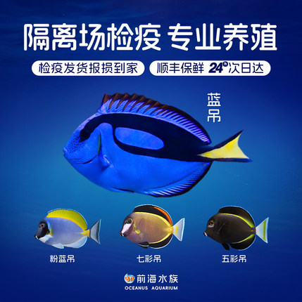 蓝吊粉蓝吊五彩吊七彩吊多莉海水鱼观赏鱼珊瑚活体已检疫秒颗粒