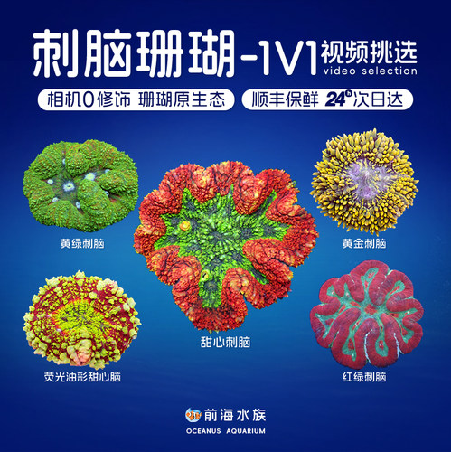 黄金刺脑海水鱼活体珊瑚彩色