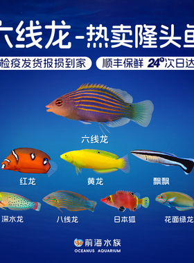 热卖隆头鱼六线龙飘飘黄龙红龙快闪花面绿深水龙日本狐海水观赏鱼