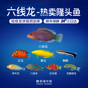 热卖 隆头鱼六线龙飘飘黄龙红龙快闪花面绿金头龙日本狐海水观赏鱼