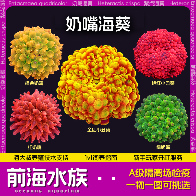奶嘴海葵活体珊瑚海缸小丑鱼豪宅