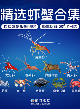 医生虾火焰虾寄居蟹海缸清洁虾