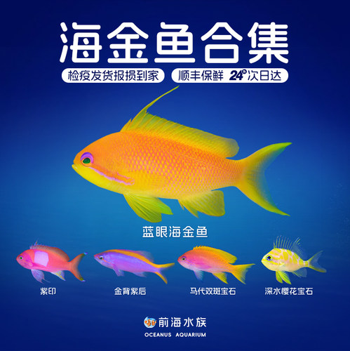 紫罗兰海金鱼蓝眼宝石鱼夏威夷