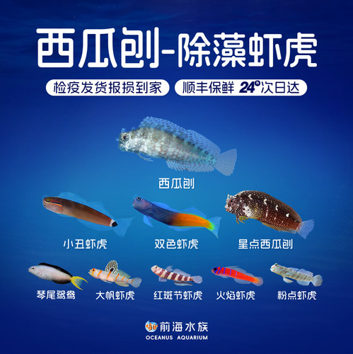 西瓜刨双色吃藻小能手开缸海水鱼
