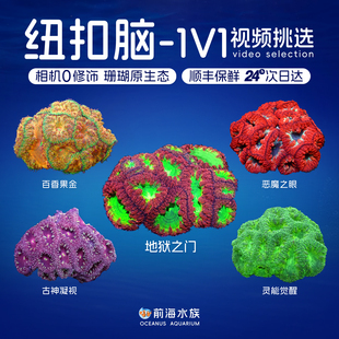 大种纽扣脑珊瑚糖果脑分支脑珊瑚荧光色彩金色海水鱼活体珊瑚活体