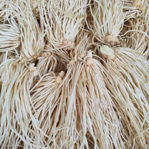 新鲜苤菜根可腌制瓦味鸡爪原料撇菜根芒市特产大韭菜根月子良菜嫩