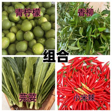 傣味馄饨调料蘸水组合德宏佐料无籽柠檬香柳缅甸芫荽大香菜小米辣