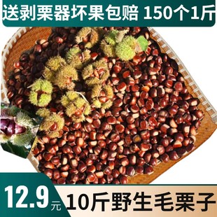 现摘板栗生新鲜迁西油栗江西小板栗农家栗子野生毛栗子锥栗2500克