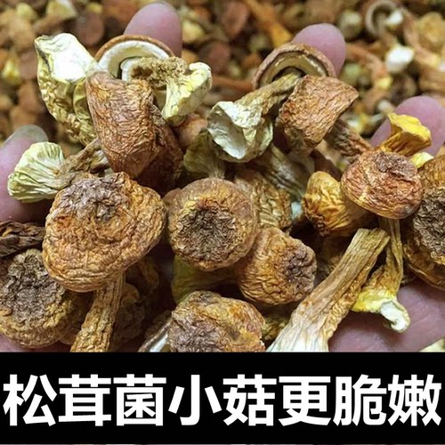 云南姬松茸干货小号个头不开伞菇