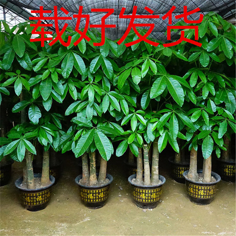 发财树盆栽大小型植物室内盆栽大粗杆室内招财好养好看独杆辫子发