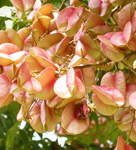 绿化苗木 栾树苗 栾树 夜光树苗 栾树小苗 夜里会发光的树