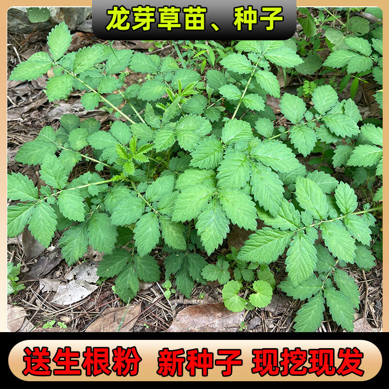 正宗龙芽草苗 仙鹤草苗 新采种子龙牙草老鹤嘴易存活中药材苗