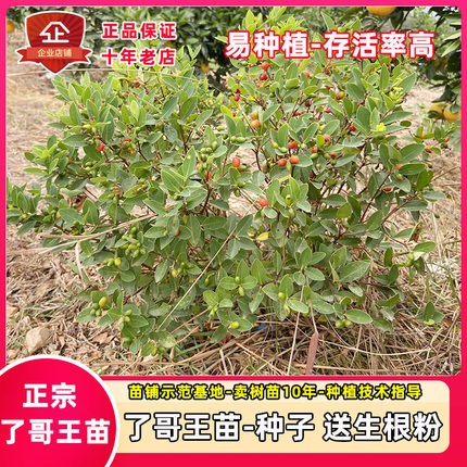 了哥王苗 了哥王种子九信菜 泡酒打药易存活紫金鞭茎根皮中药材苗