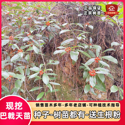 正宗巴戟天苗巴戟天树苗种子鸡眼藤鸡肠风三角藤效同淫羊霍爬藤苗