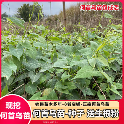何首乌苗何首乌树苗种子根块赤何首乌盆景盆栽易成活中药材可食用
